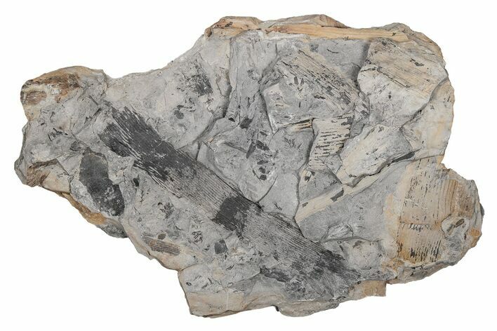 Pennsylvanian Horsetail (Calamites) Stem Plate - Kentucky #214176